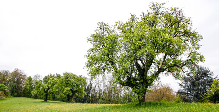 Obstbaumwiese