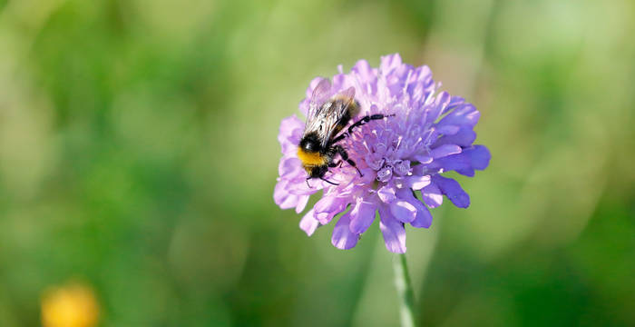 Ackerwittwenblume