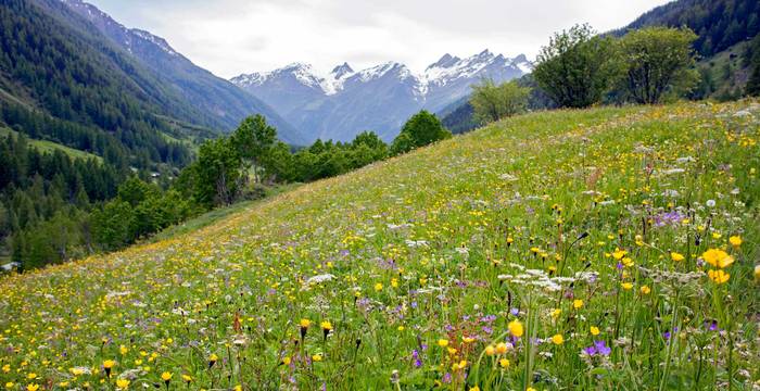 Wiese©Pro Natura