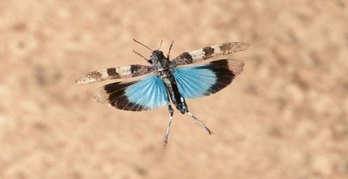 Blauflügelige Ödlandschrecke