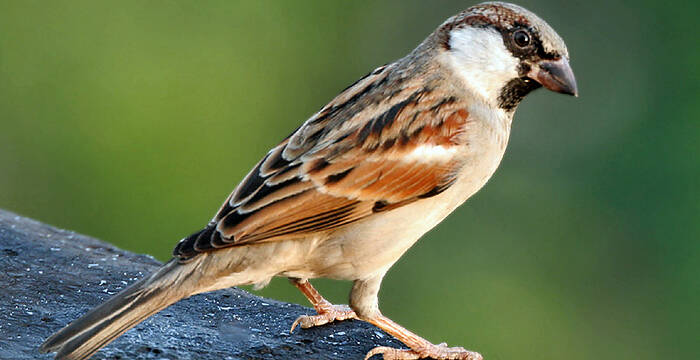 Schweizerische Vogelwarte Sempach