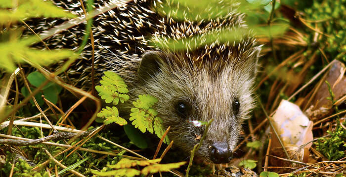 Igel im Garten