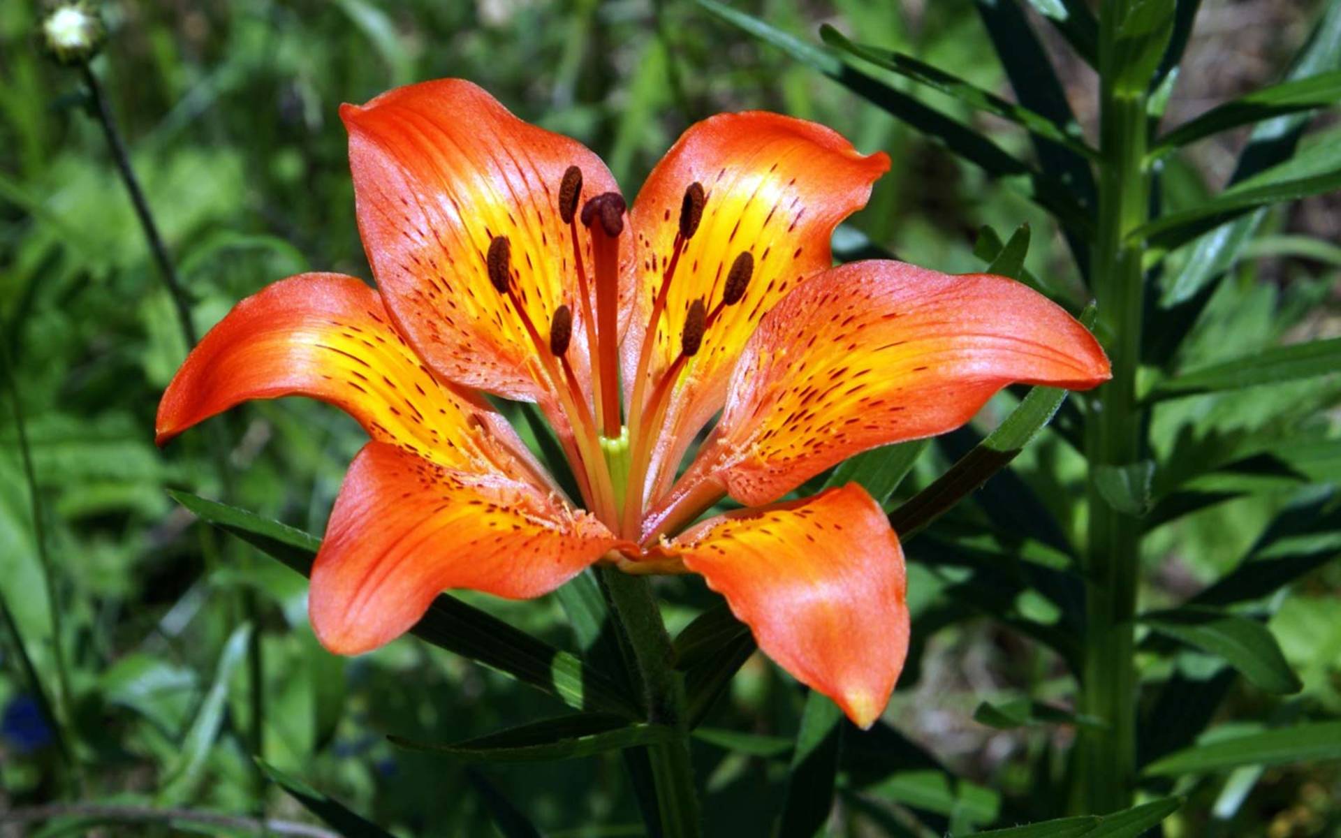 Maderanerta Feuerlilie © Urs Wuethrich