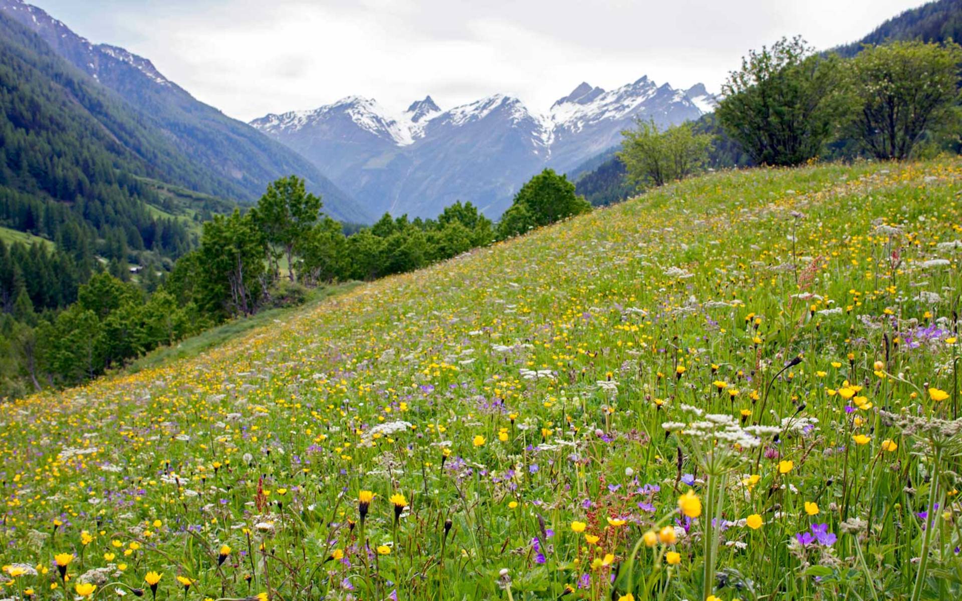 Wiese©Pro Natura