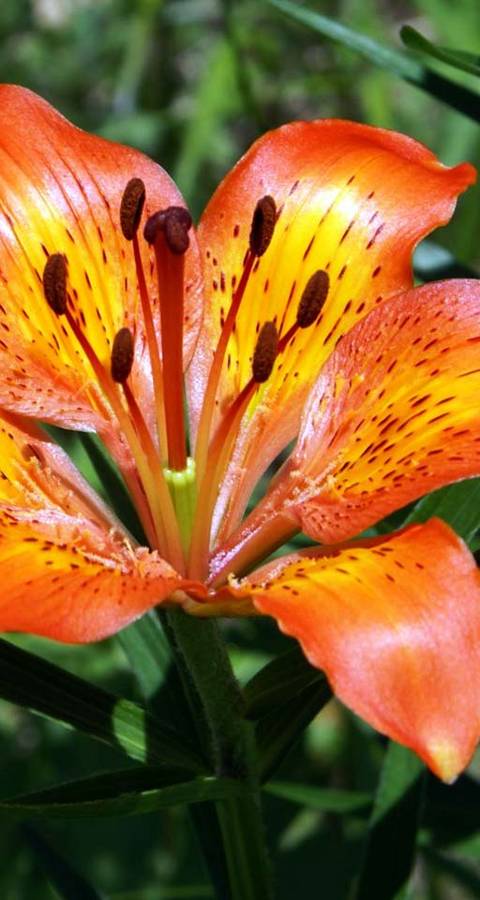 Maderanerta Feuerlilie