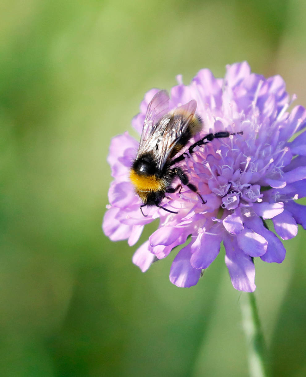 Ackerwittwenblume