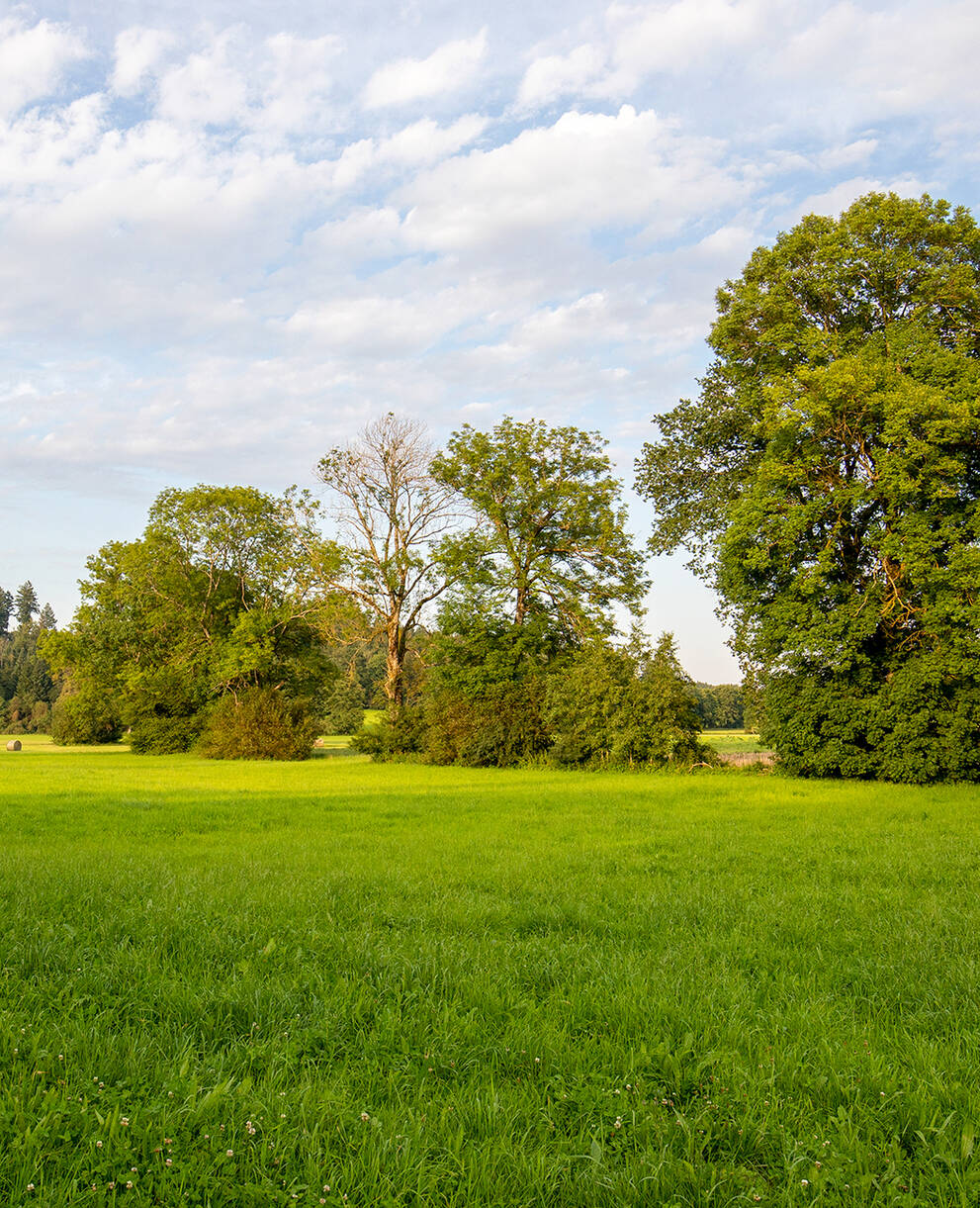 Wässermatten bei Langenthal BE