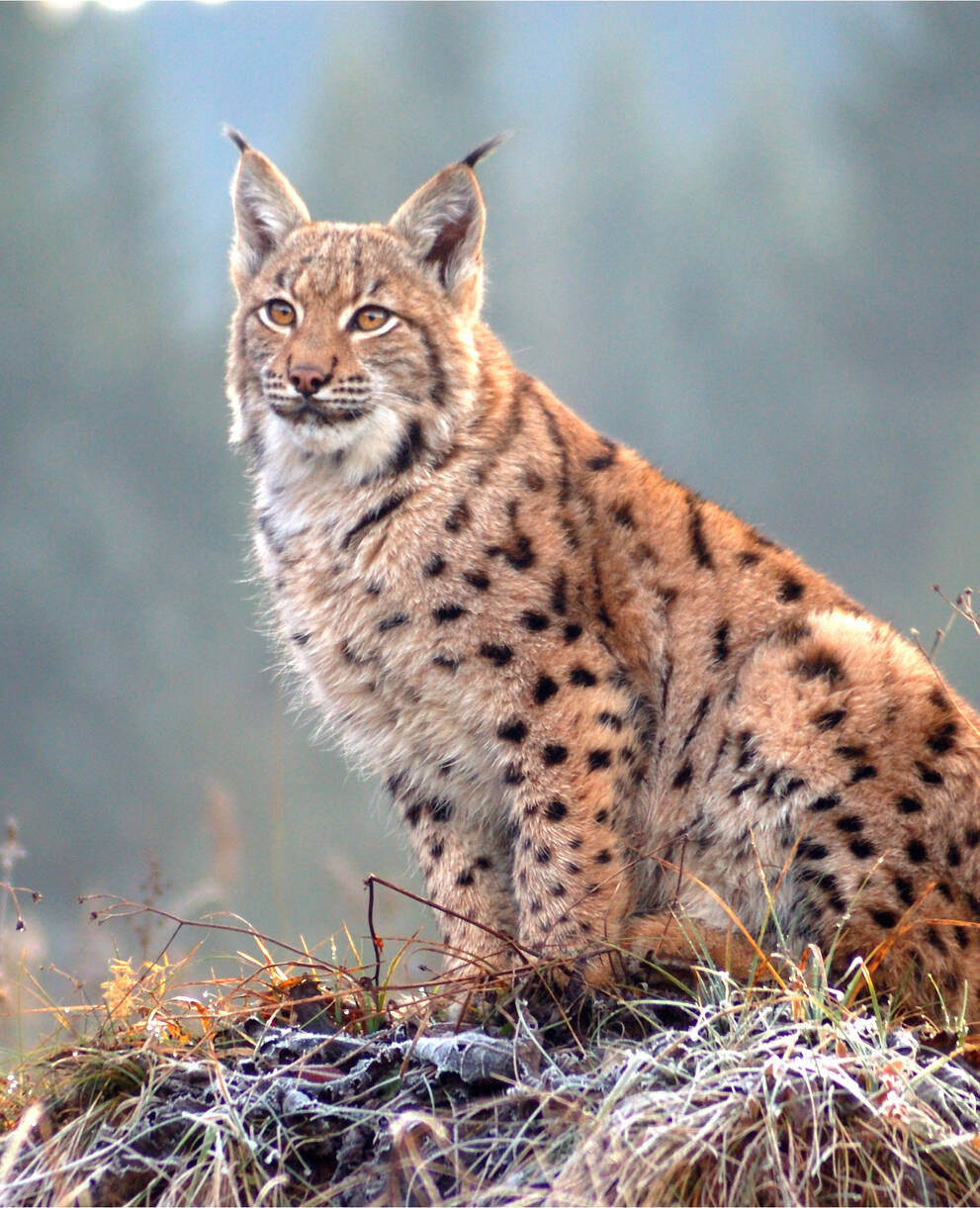 Luchs