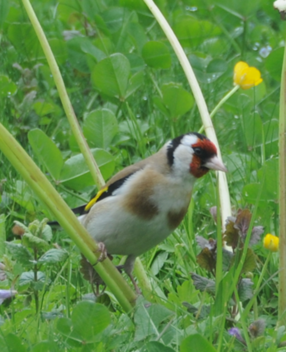 Stieglitz, Bild: CNA