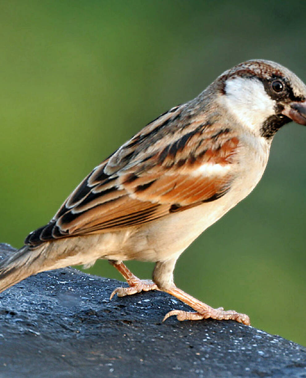 Schweizerische Vogelwarte Sempach