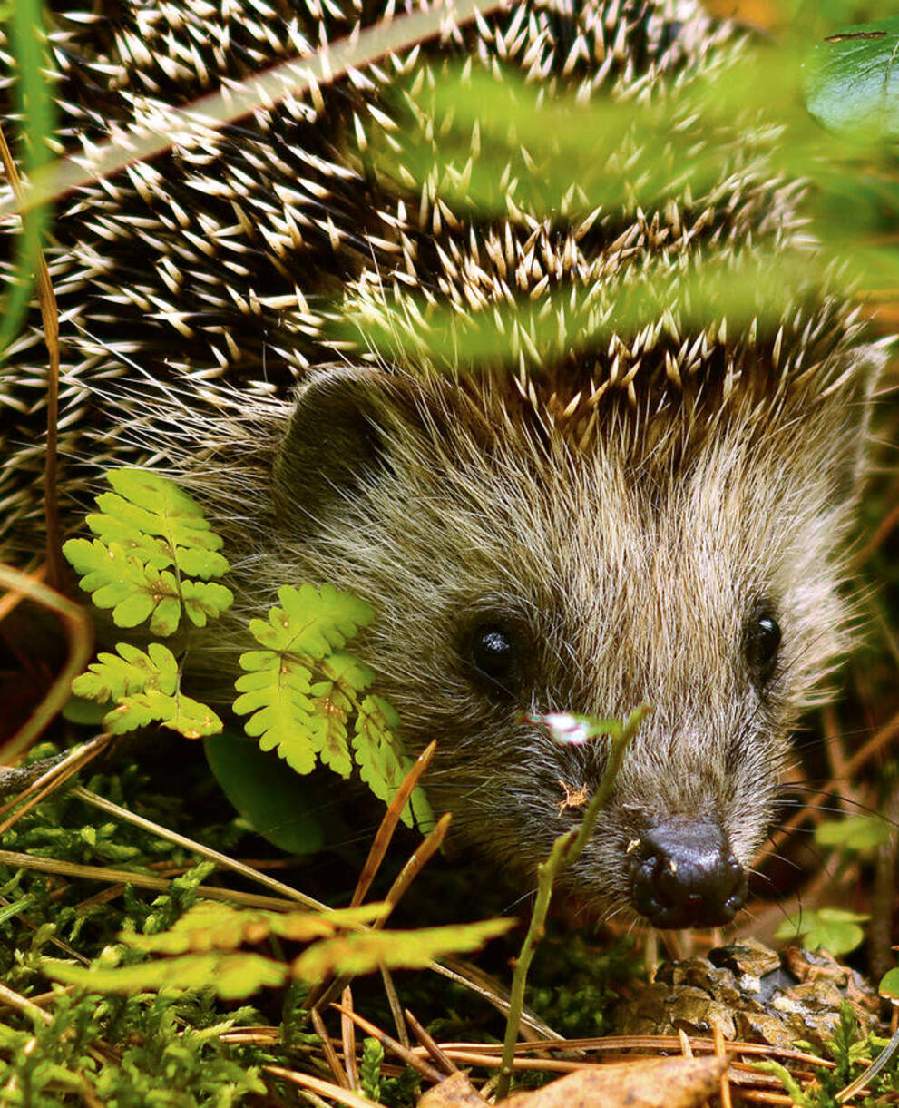 Igel im Garten
