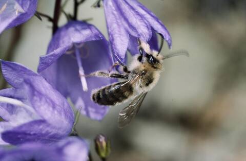 Wildbiene an Glockenblume